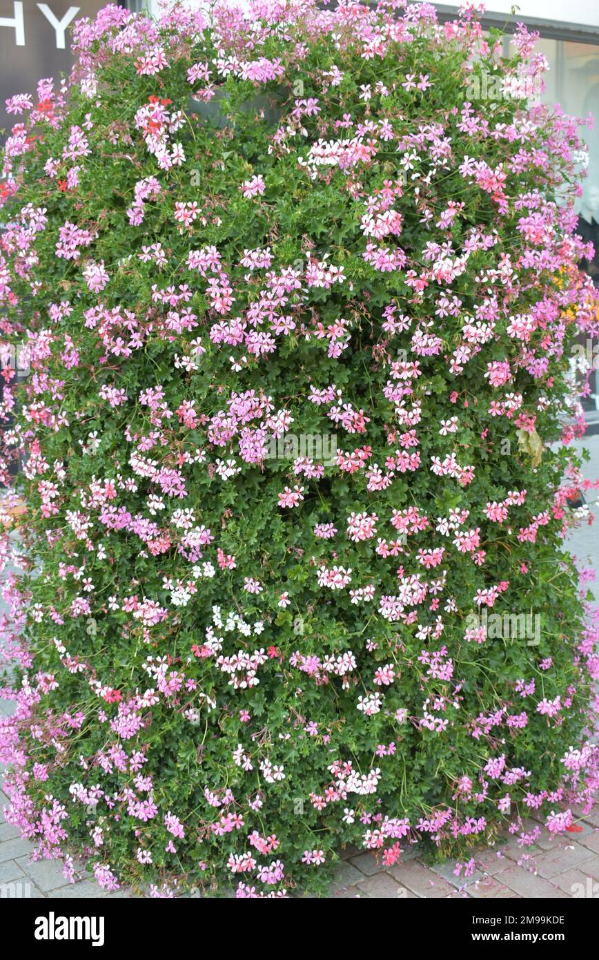 Amazing beautiful flowers in Varna city. Stock Photo