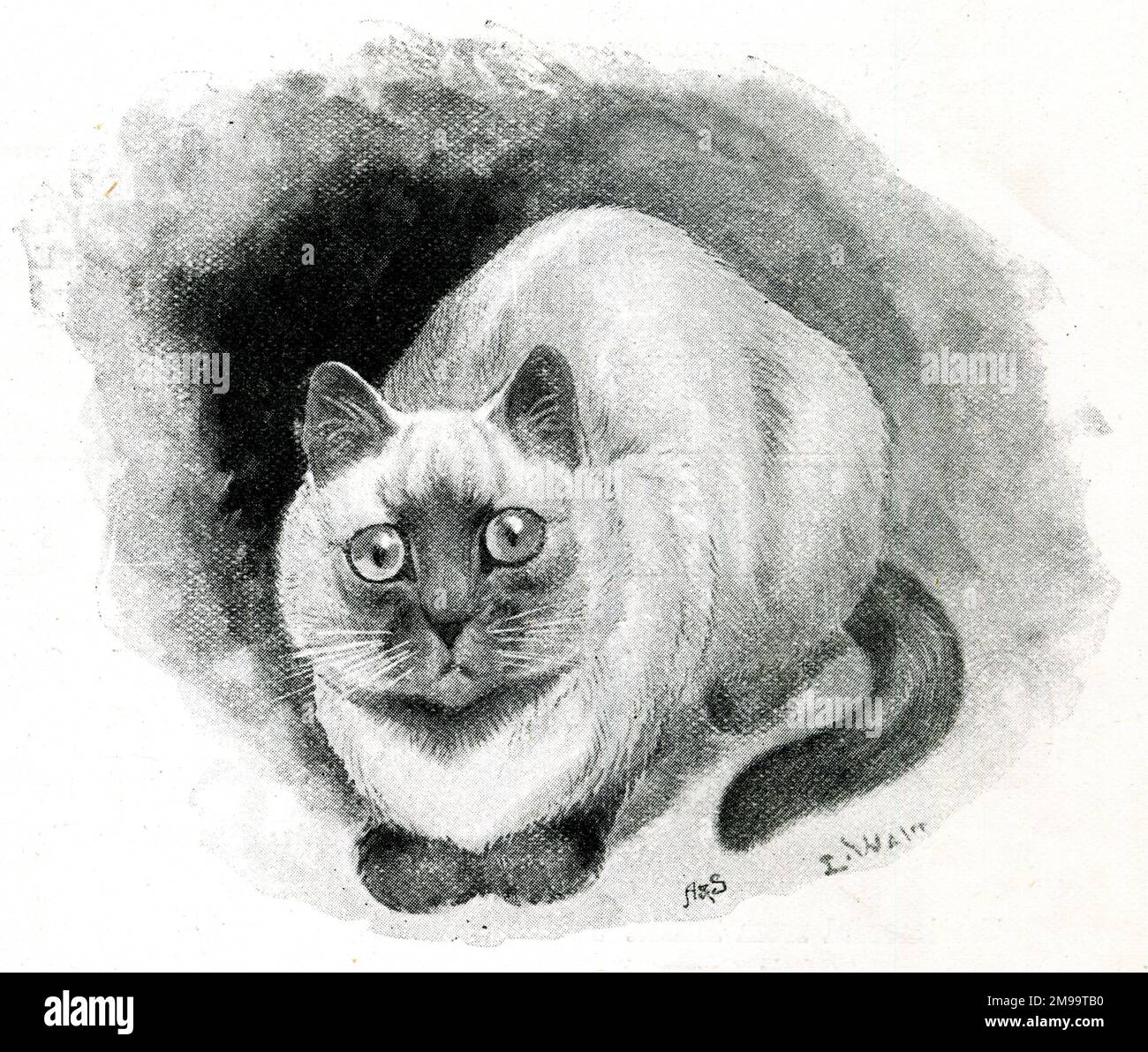 Miss F Moore's Siamese cat 'Siam', who won a silver medal at the Crystal Palace Cat Show. Stock Photo