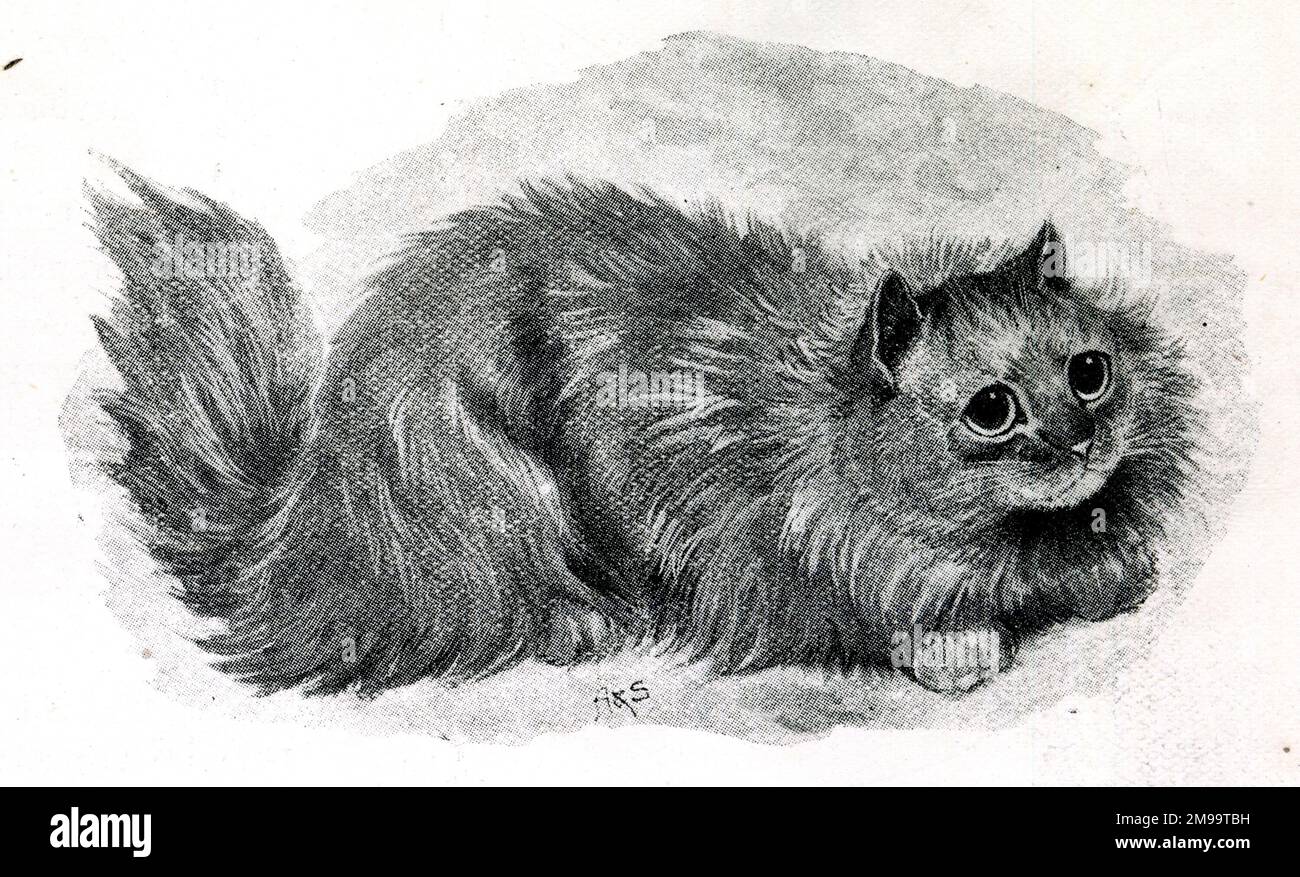 Miss Simpson's Blue Persian cat 'Bounce', who won 3rd prize at the Crystal Palace Cat Show. Stock Photo