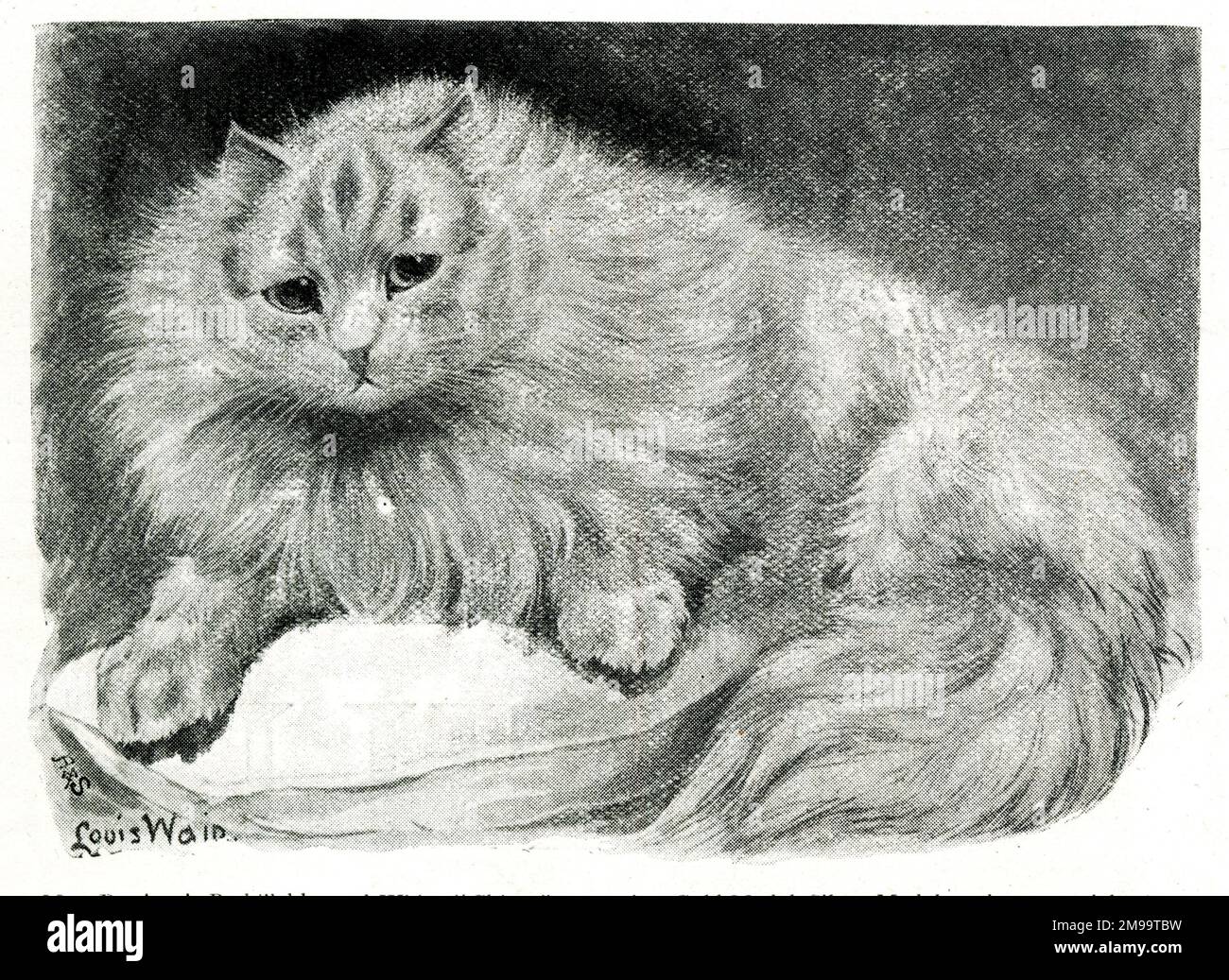 Mrs Pattison's Red Tabby and White cat 'Chicot', who won a gold medal at the Crystal Palace Cat Show. Stock Photo