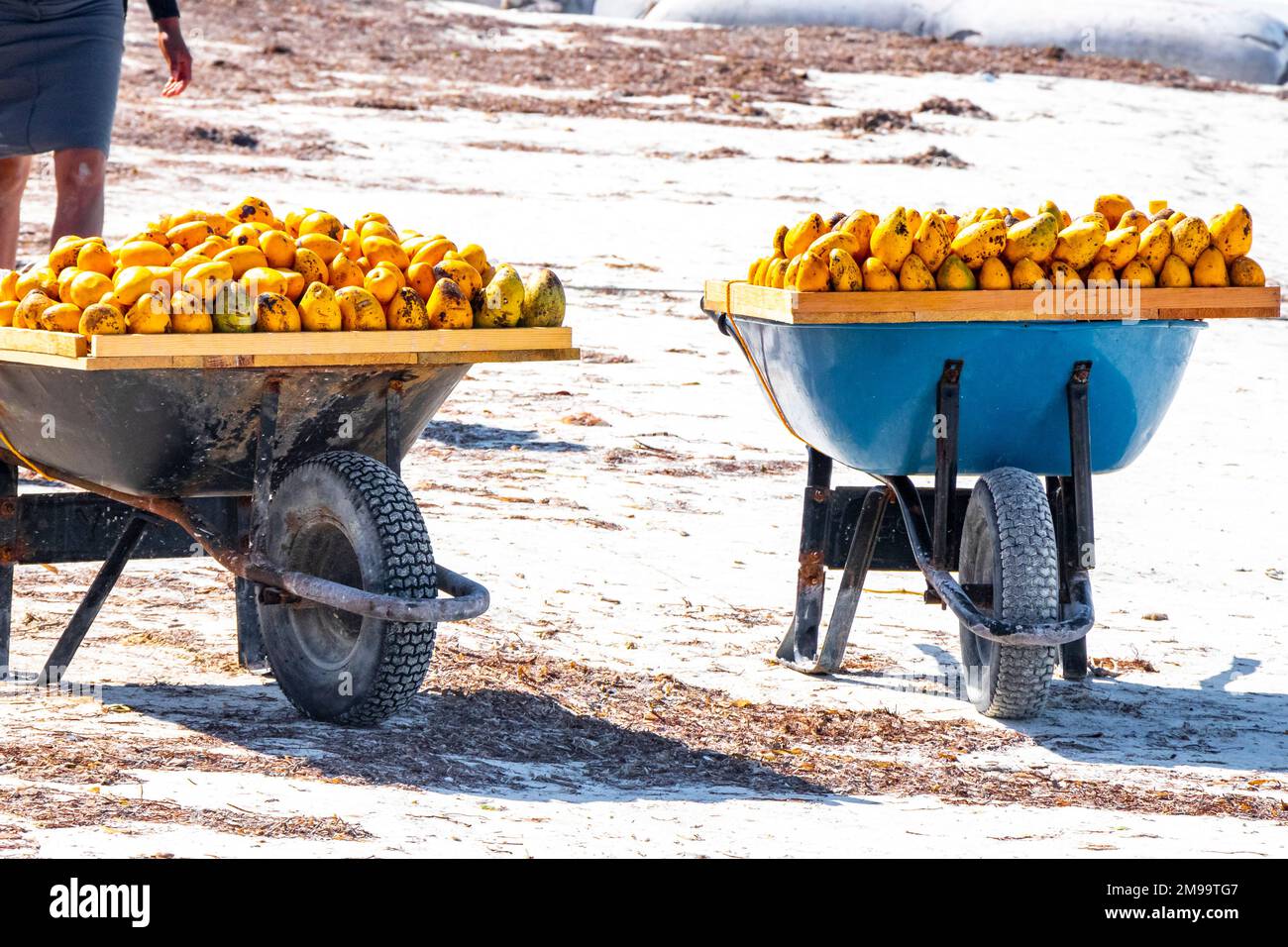 Wheelbarrow with mangoes on the beach on Isla Holbox island in Quintana Roo Mexico. Stock Photo