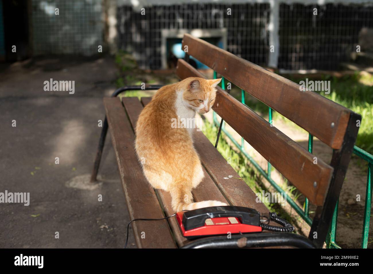 Red cat on bench in summer. Pet in yard of house. Red hair in animal. Cat in sun. Stock Photo