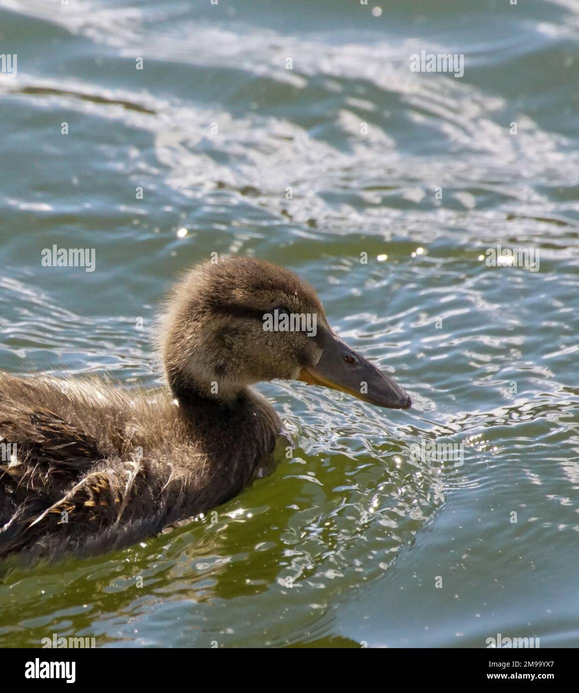 a duck swimming in water during summer Stock Photo Alamy