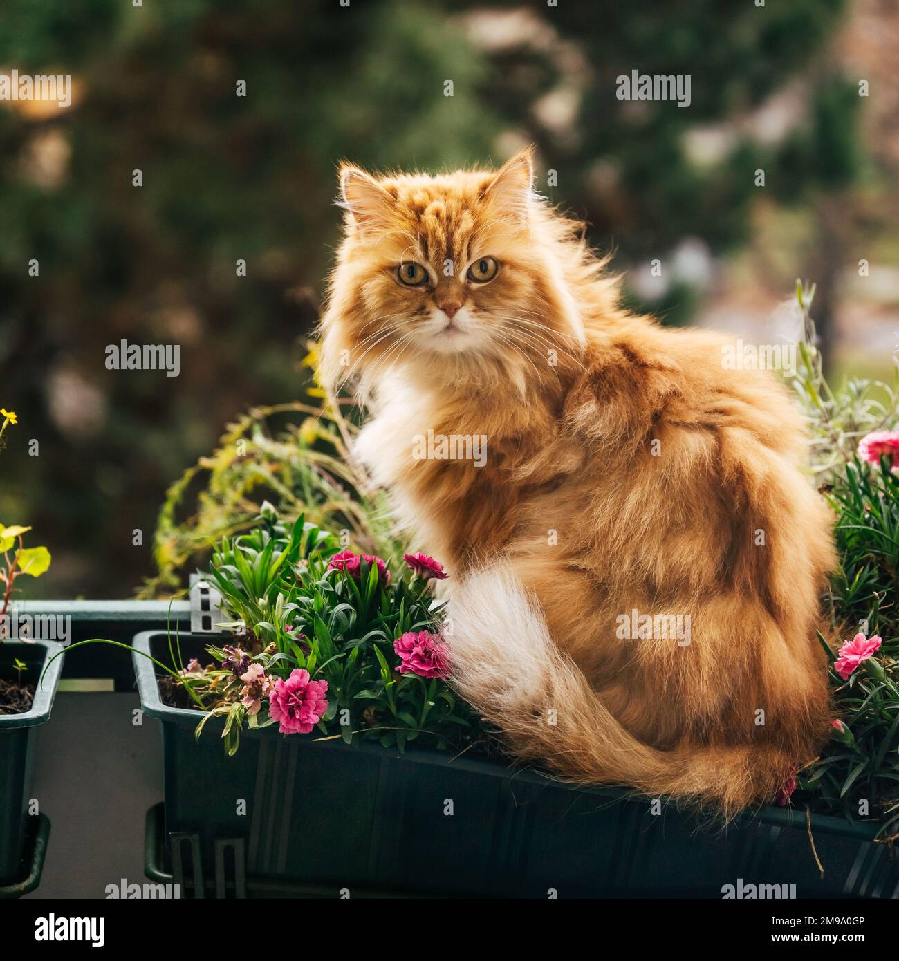 Cat balcony hi-res stock photography and images - Alamy