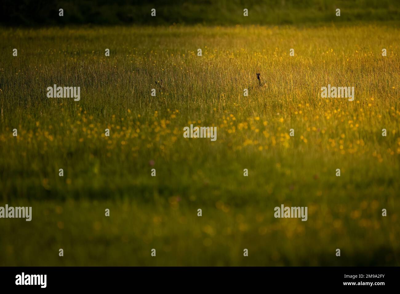 Sunlight and wildflowers hi-res stock photography and images - Alamy