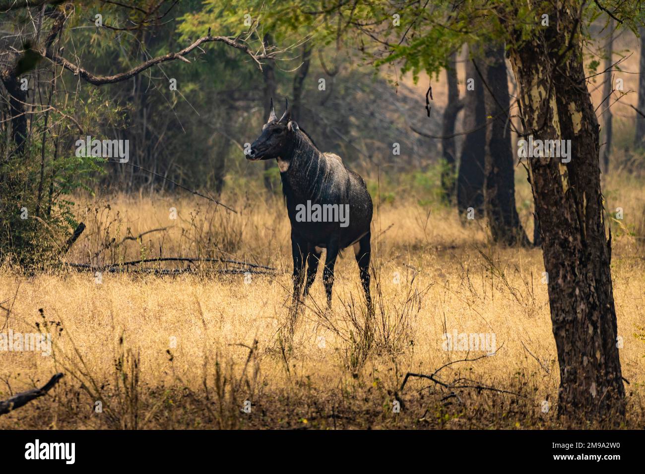 An amazing closeup of a beautiful huge wild nilgai, rare antelope about the indian wildlife Stock Photo