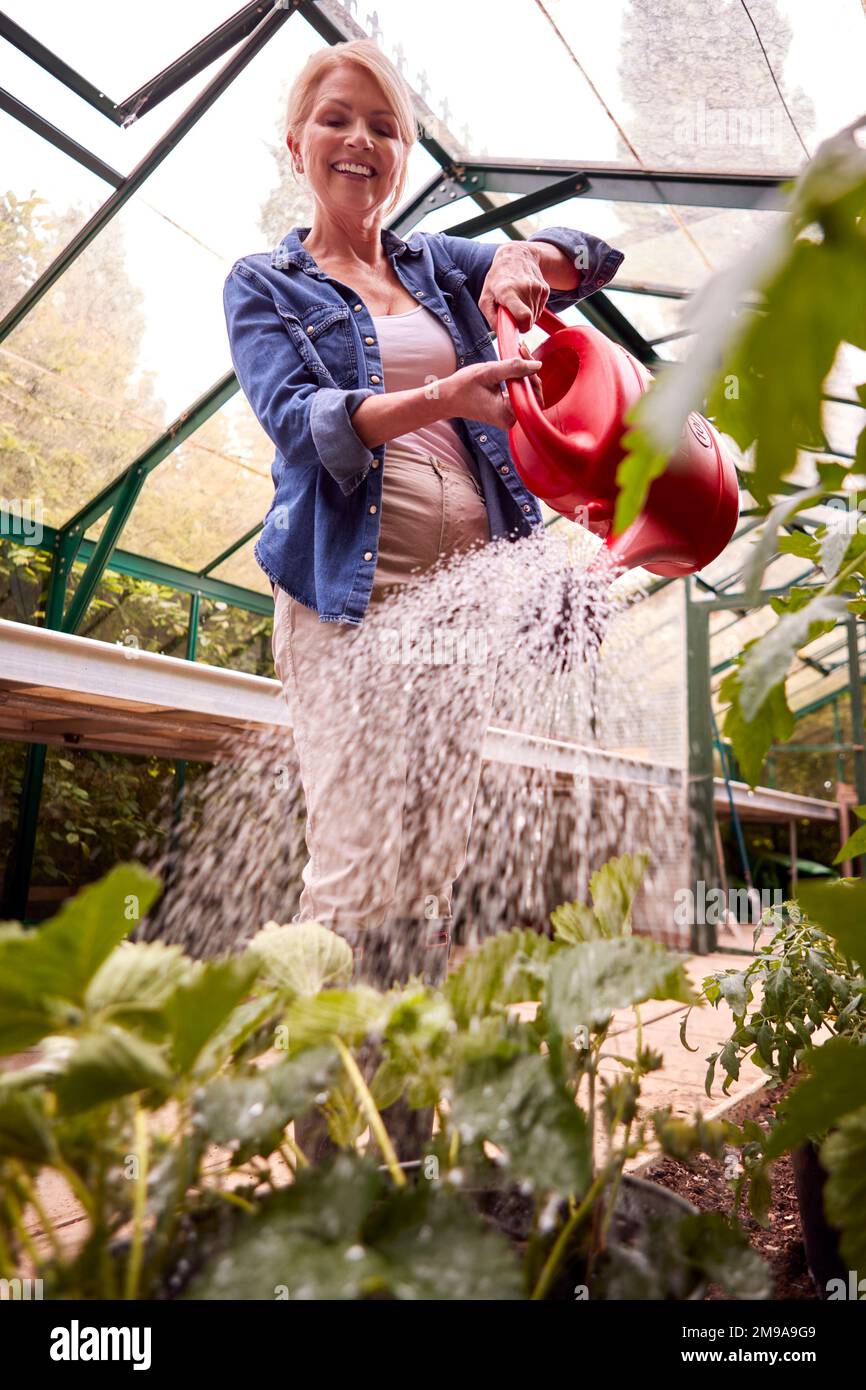 Smiling Mature Woman Watering Plants In Greenhouse At Home Stock Photo ...