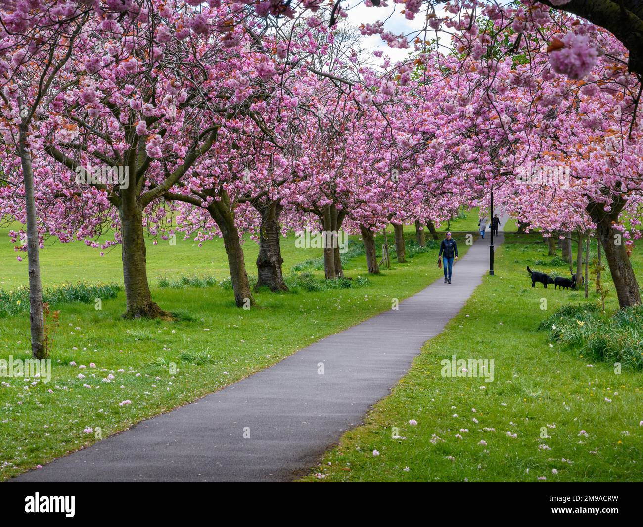 Scenic tree avenue (colourful pink blossom in bloom, branches