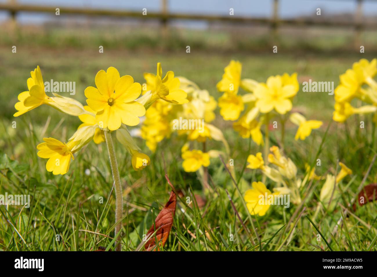 Close up of cowslip (primula veris) flowers in a meadow Stock Photo