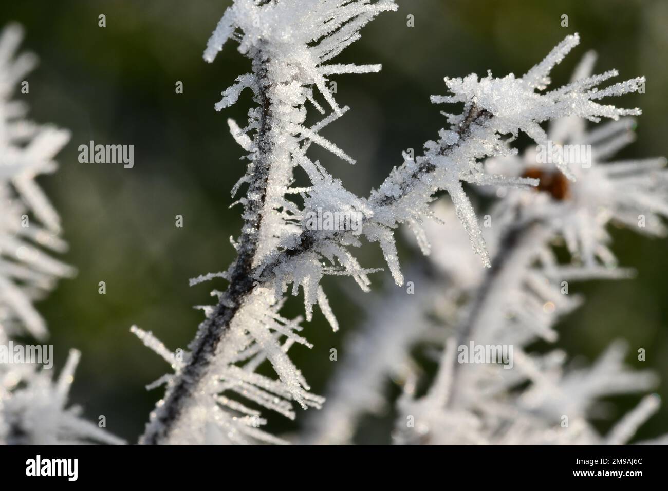 Close up of frosted weeds, macro photography, Thomastown, Co.Kilkenny, Ireland Stock Photo