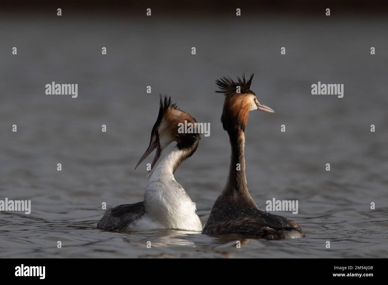 Great Crested Grebes doing their courtship dance Stock Photo