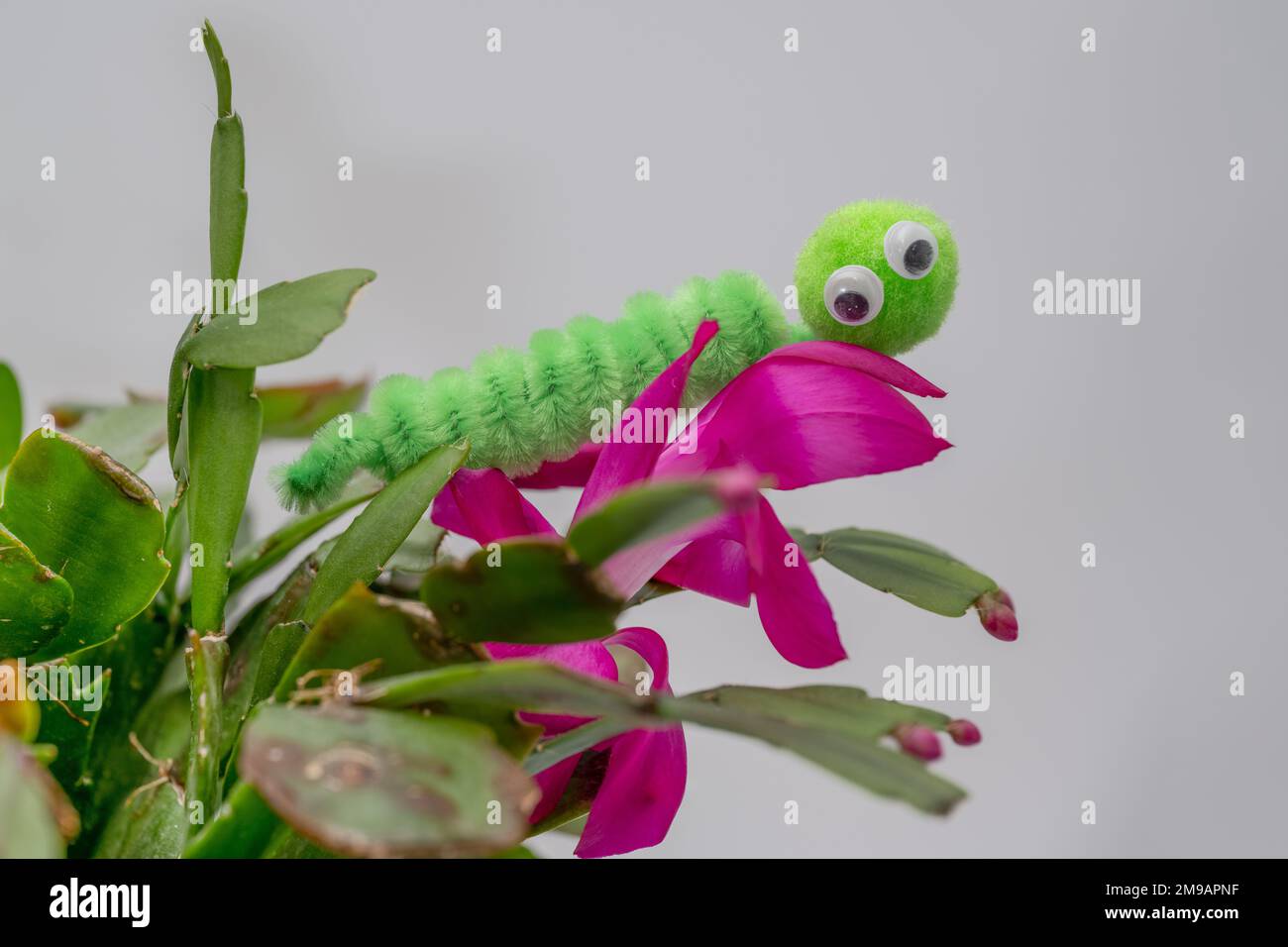 googly eyed pom pom pipe cleaner wriggly caterpiller  funny character hand made on a flowering cactus Stock Photo