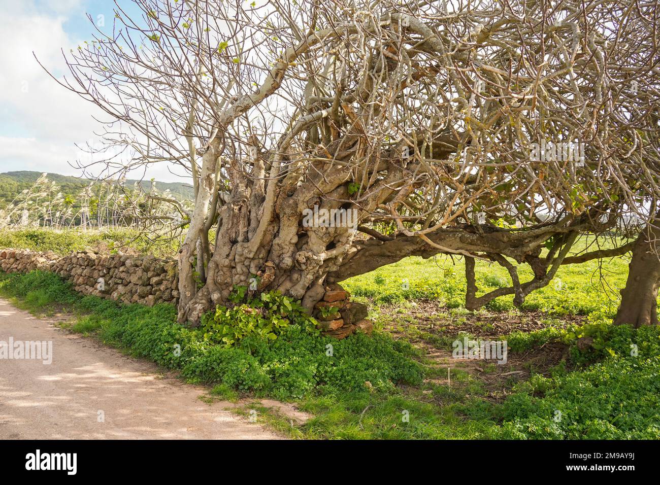Cami de Valls, hiking trails of Menorca, GR 223, Algaiarens, Balearic islands, Spain. Stock Photo