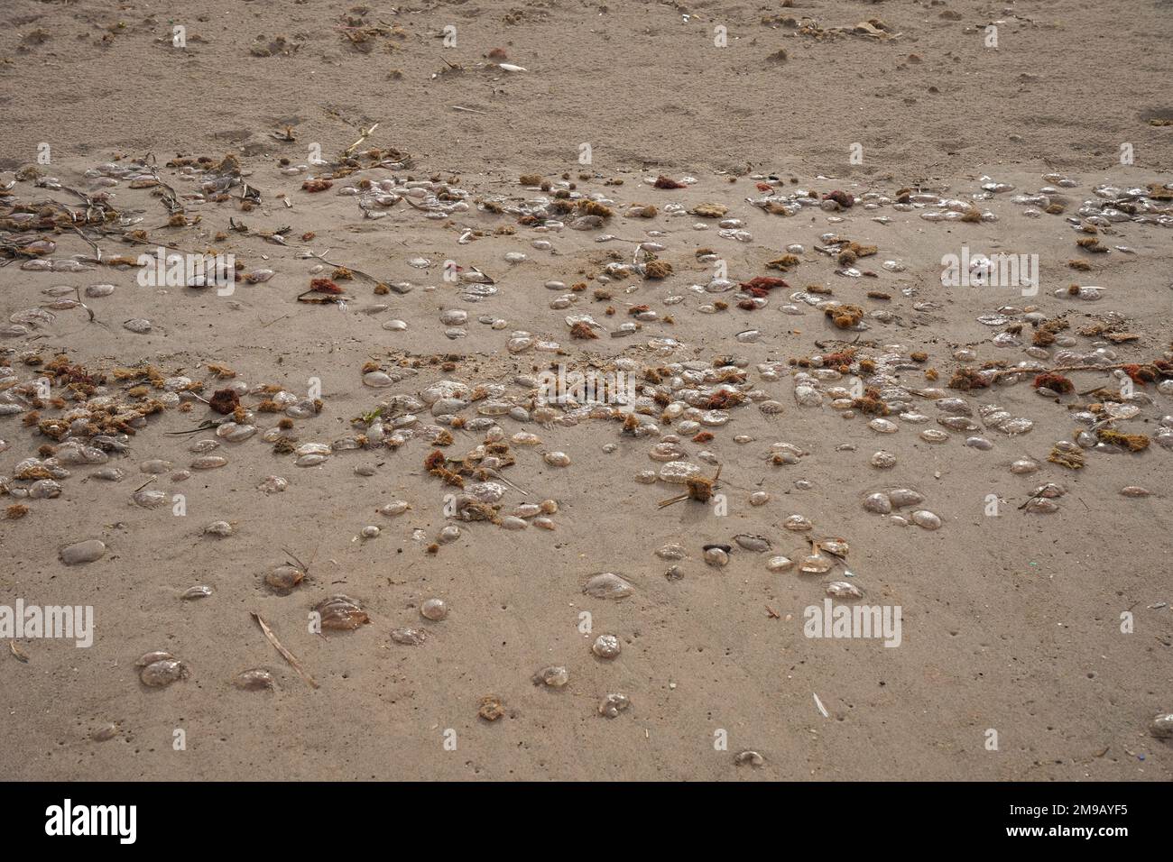 Jellyfish on the beach, washed up, Menorca, Balearic islands, Spain. Stock Photo