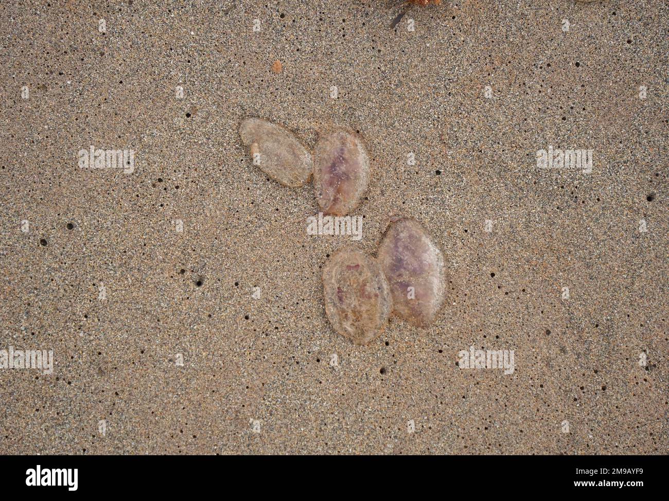 Jellyfish on the beach, washed up, Menorca, Balearic islands, Spain. Stock Photo