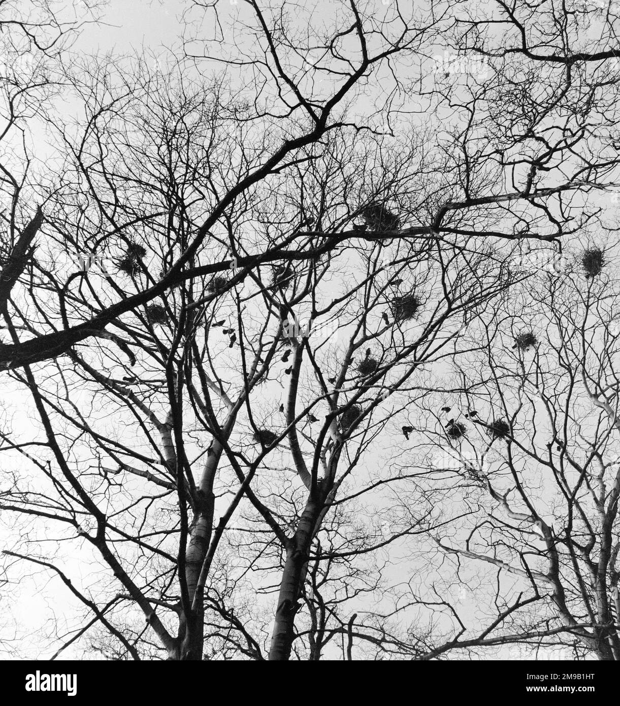 Lake district Rookery Stock Photo Alamy