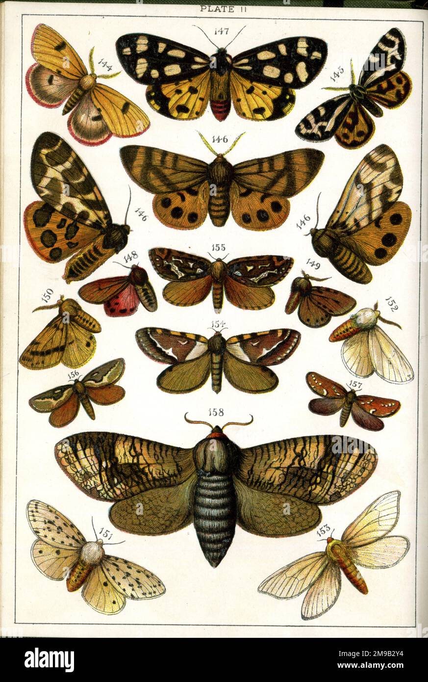 Butterflies and Moths, Plate 11, Bombyces, Arctiadae, Hepialidae, Cossidae. Stock Photo