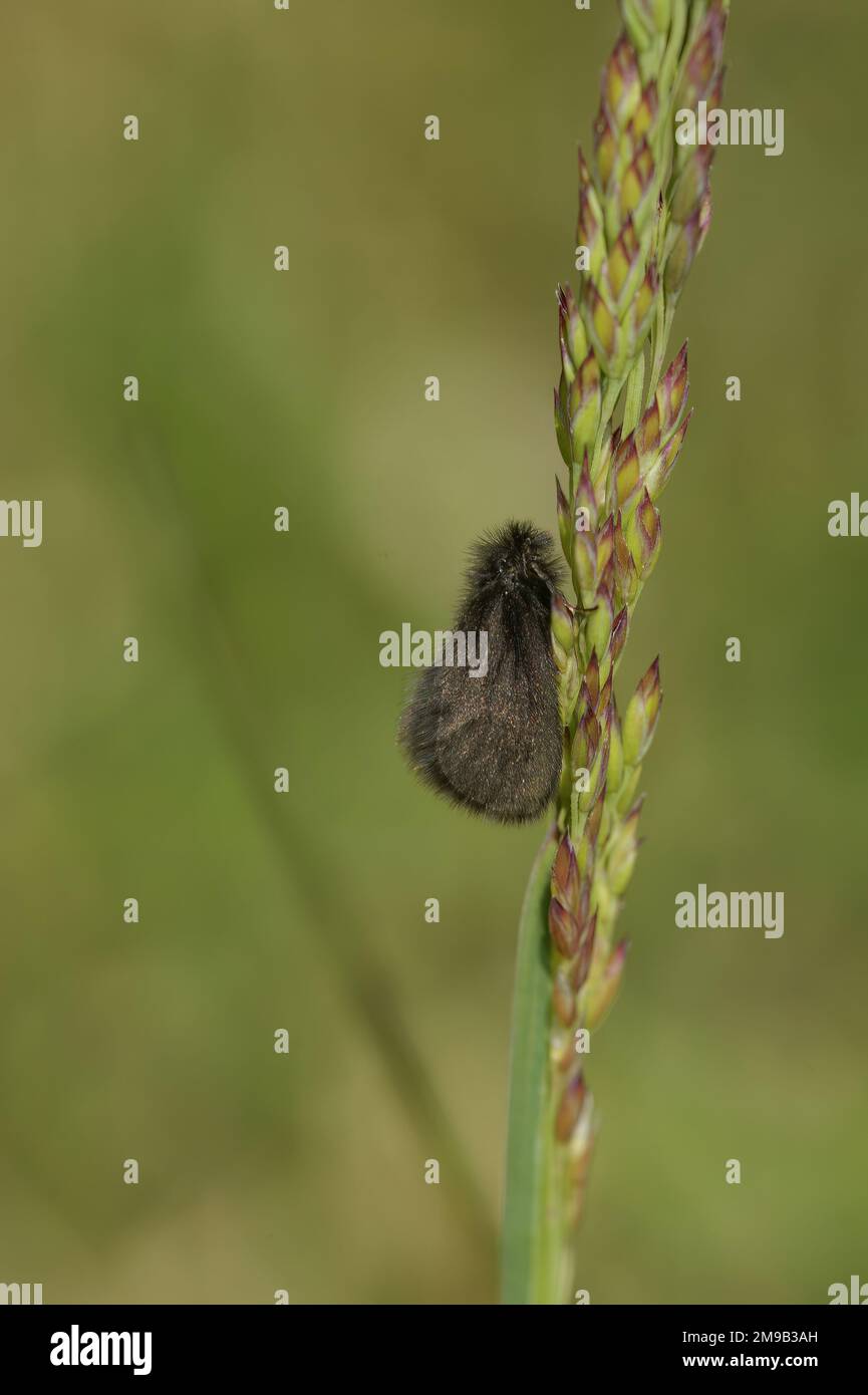 Natural vertical closeup on a male of the rare , black Round-winged bagworm micro moth, Epichnopterix plumella Stock Photo
