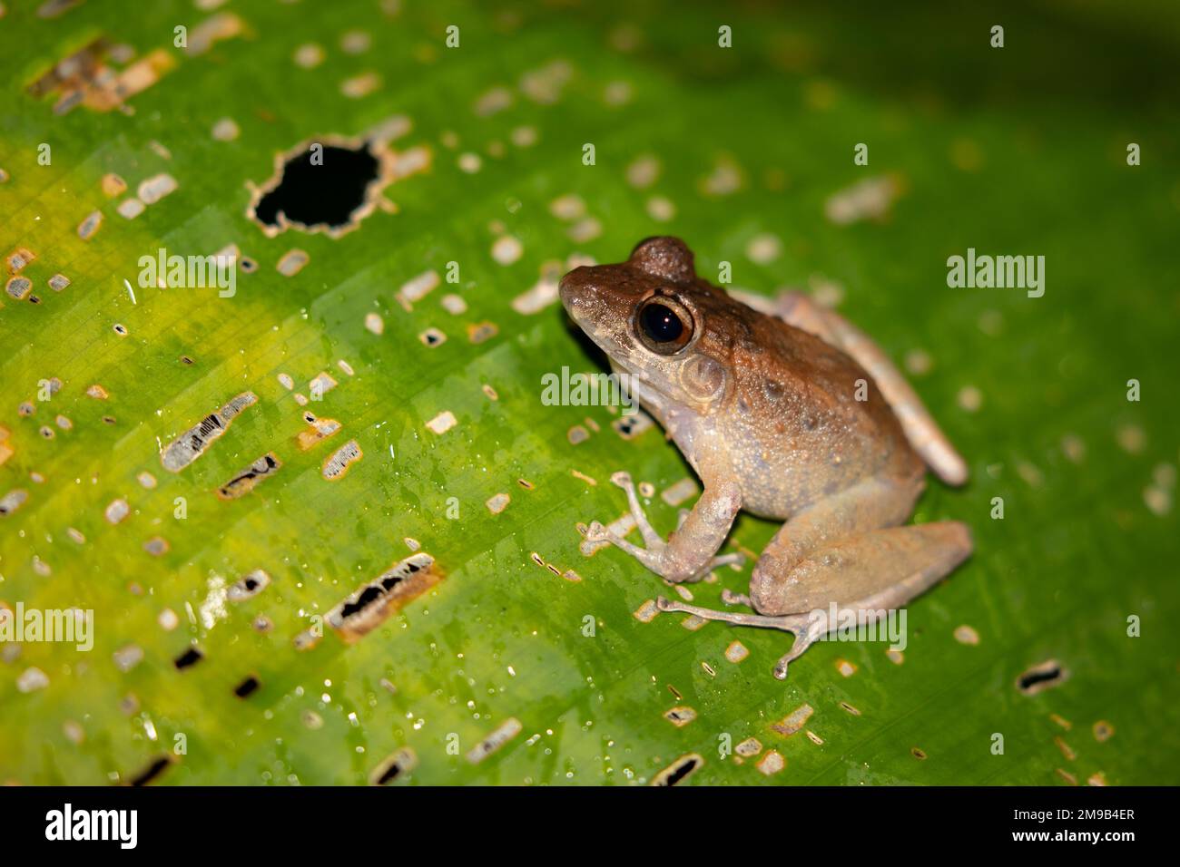 Frog, Costa Rica Stock Photo Alamy