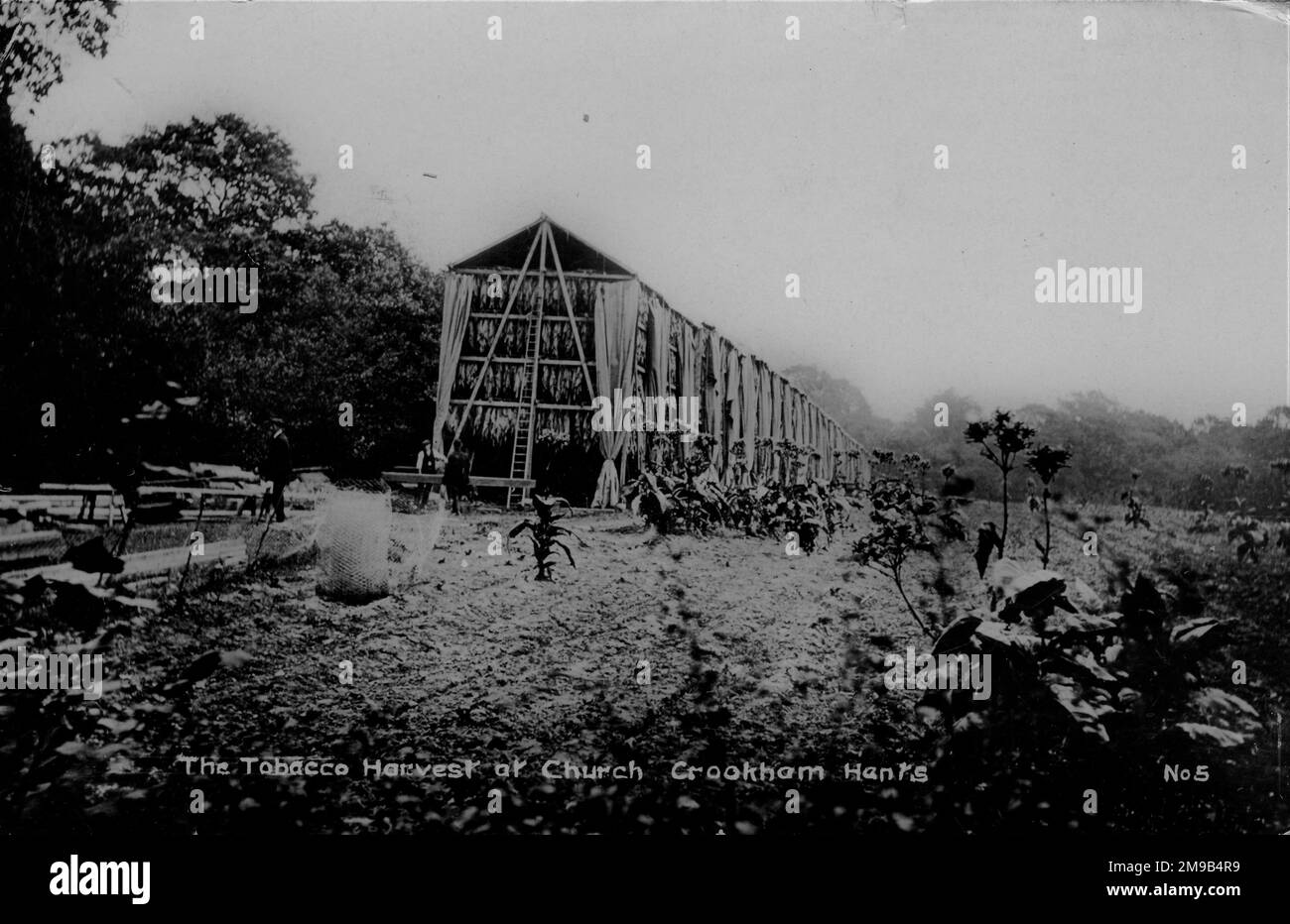 Picture shows a long row of tall drying sheds in the tobacco field, with plants and, just visible, figures. Stock Photo