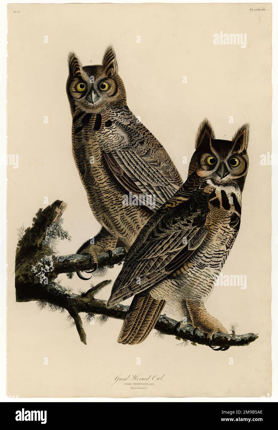Great Horned Owl - John James Audubon, circa 1830 Stock Photo