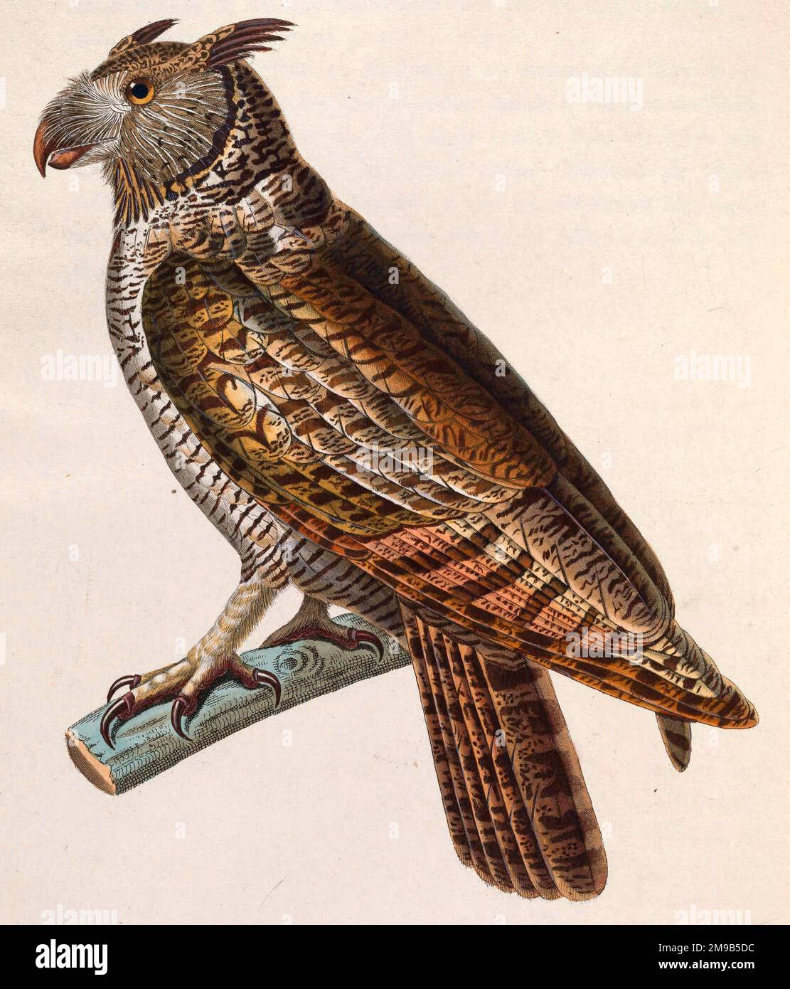 Strix macrorhyncha - Bubo virginianus nacurutu (Subspecies of Great Horned Owl), drawn circa 1838 Stock Photo