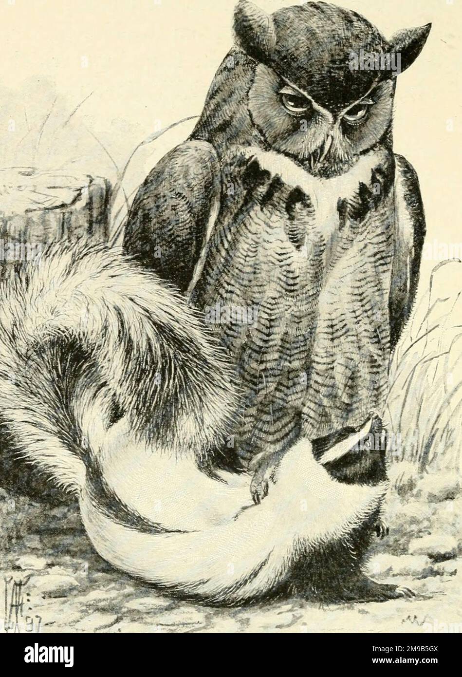 Great Horned Owl with a skunk Stock Photo