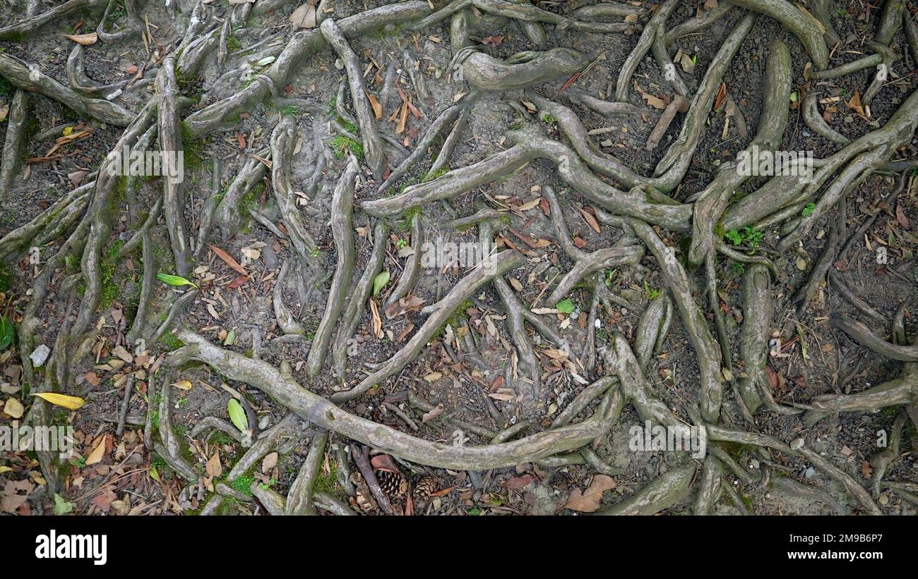Tree roots on ground. Natural ramifications Stock Photo