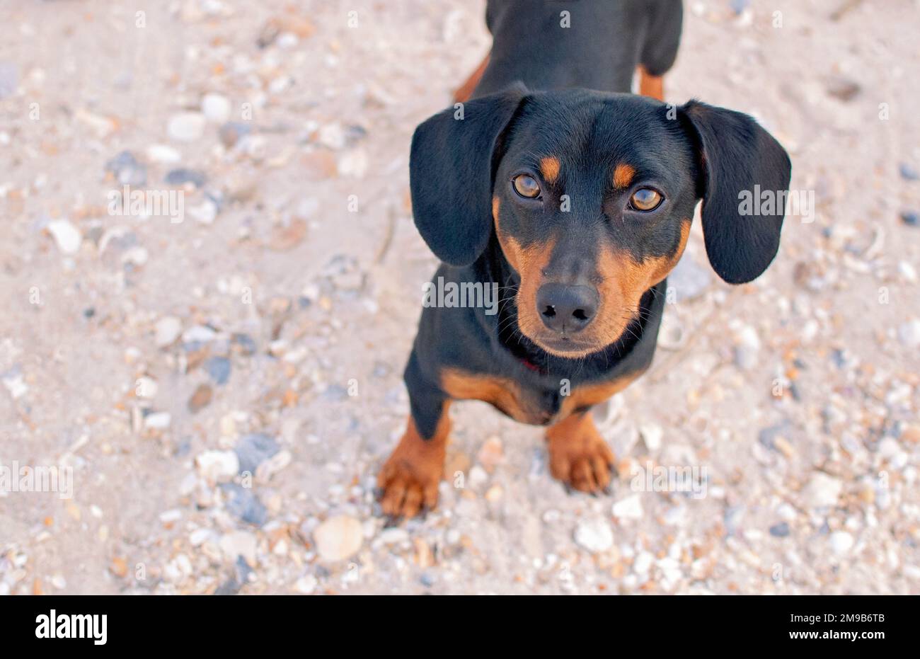 Dachshund Weiner Dog on shelly beach in Florida Stock Photo