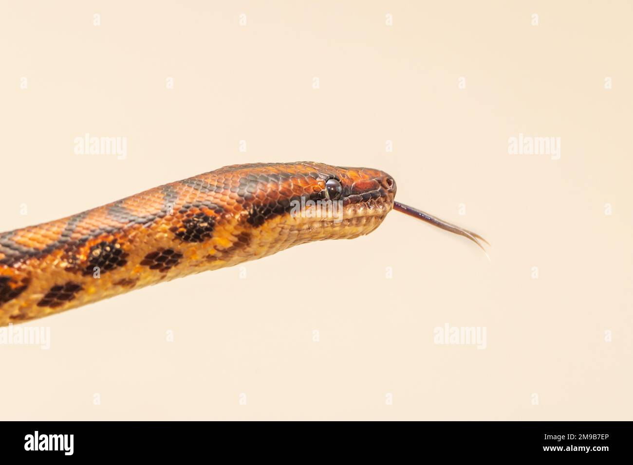 The colorful Python snake is curled into a ball on a piece of wood ...