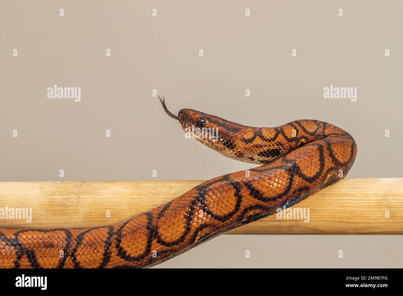 The colorful Python snake is curled into a ball on a piece of wood ...
