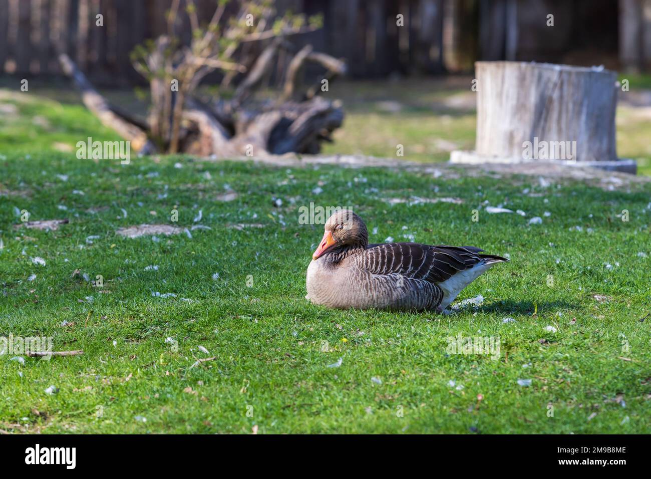 Goose Step Ruggy Goose step hi-res stock photography and images - Alamy