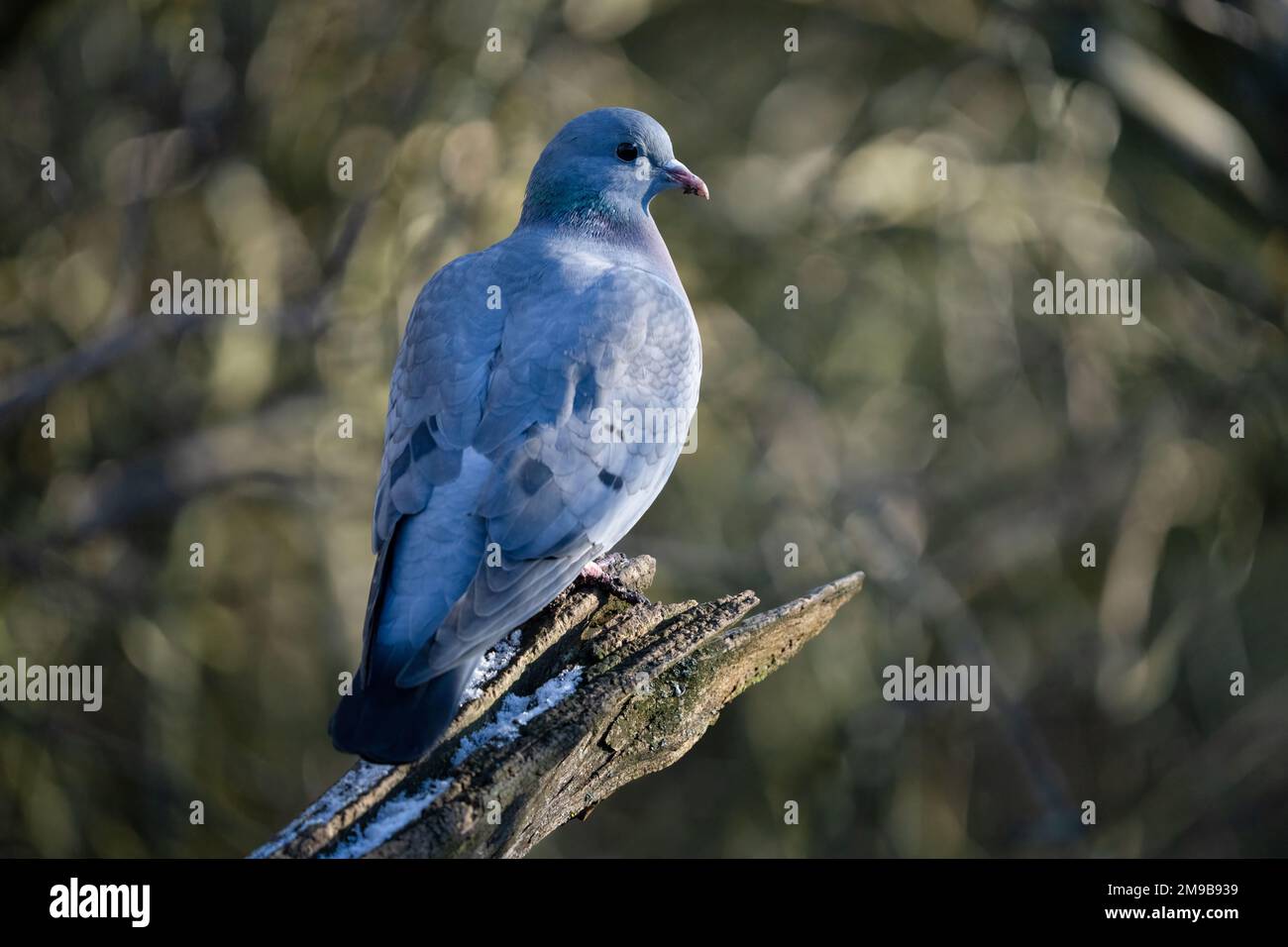 The stock dove (Columba oenas) is a species of bird in the family Columbidae, the doves and pigeons. Widely distributed in the western Palearctic Stock Photo