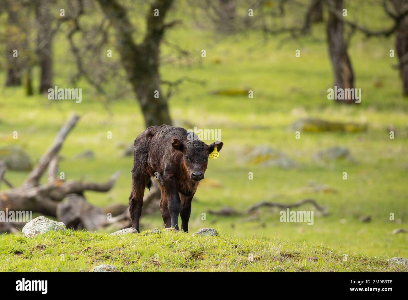 Cow and Calf Stock Photo - Alamy
