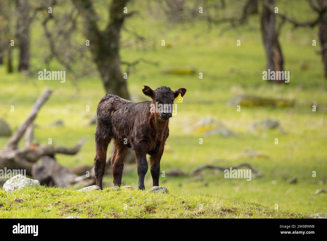 Cow and Calf Stock Photo - Alamy