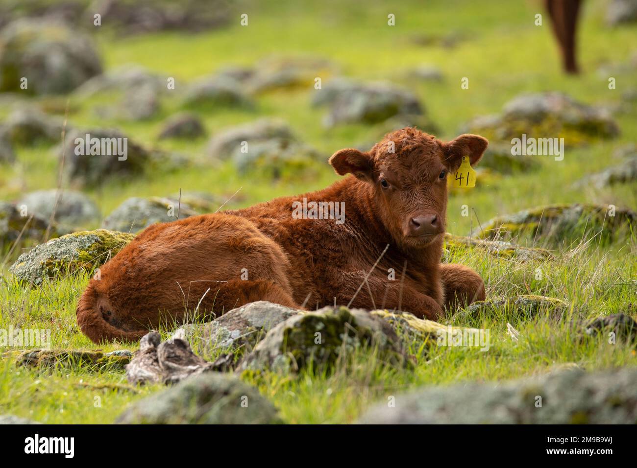 Cow and Calf Stock Photo - Alamy