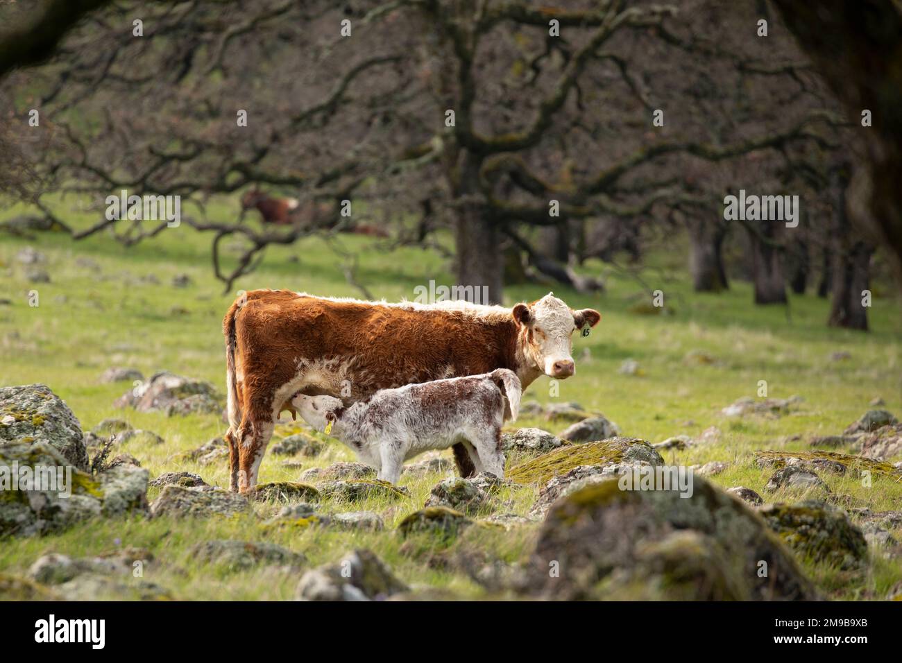 Cow and Calf Stock Photo - Alamy