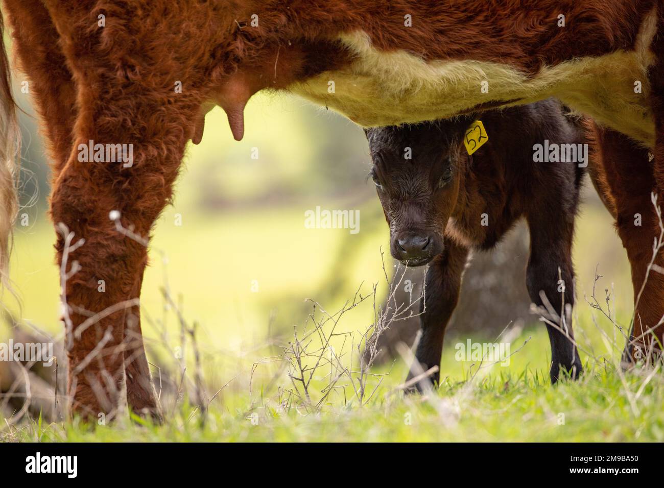 Cow and Calf Stock Photo - Alamy