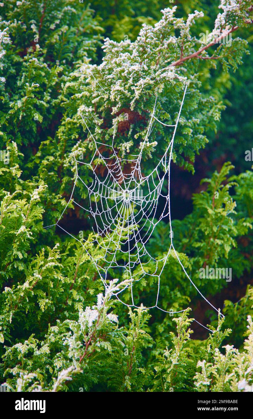 The spiders web Stock Photo