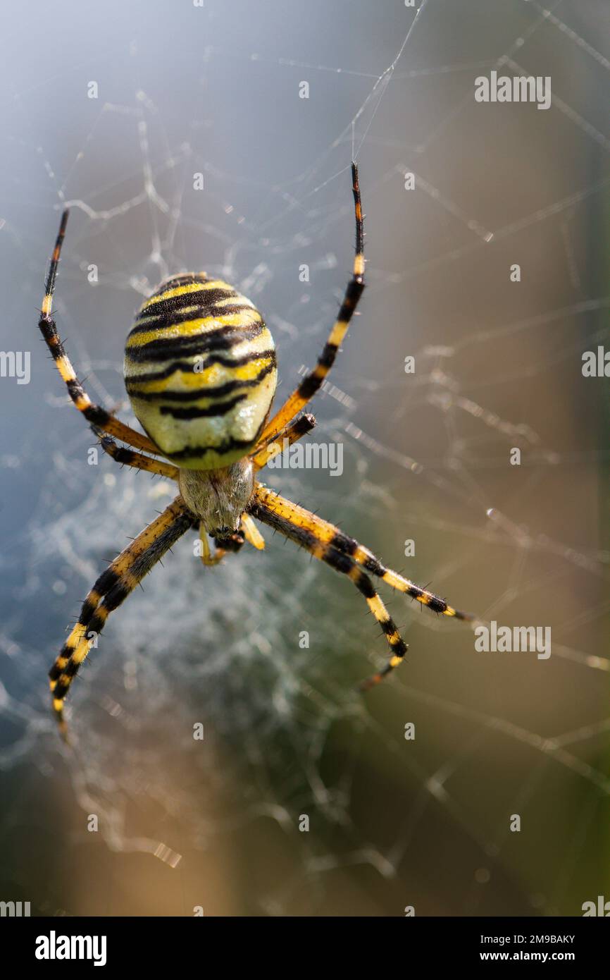 Beautiful big spider in a cobweb. The spider is yellow and has black stripes. Stock Photo