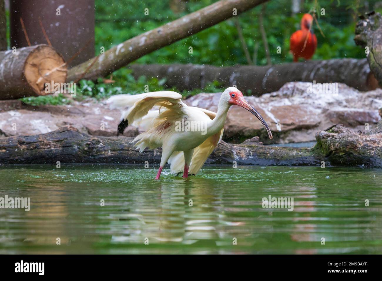 The Ibis stands in the water and has outstretched wings. Stock Photo