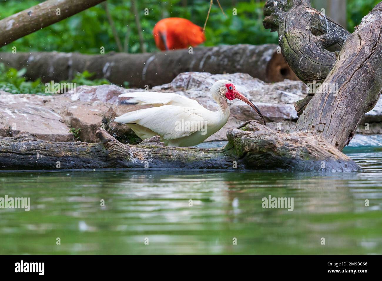 The Ibis stands in the water and has outstretched wings. Stock Photo