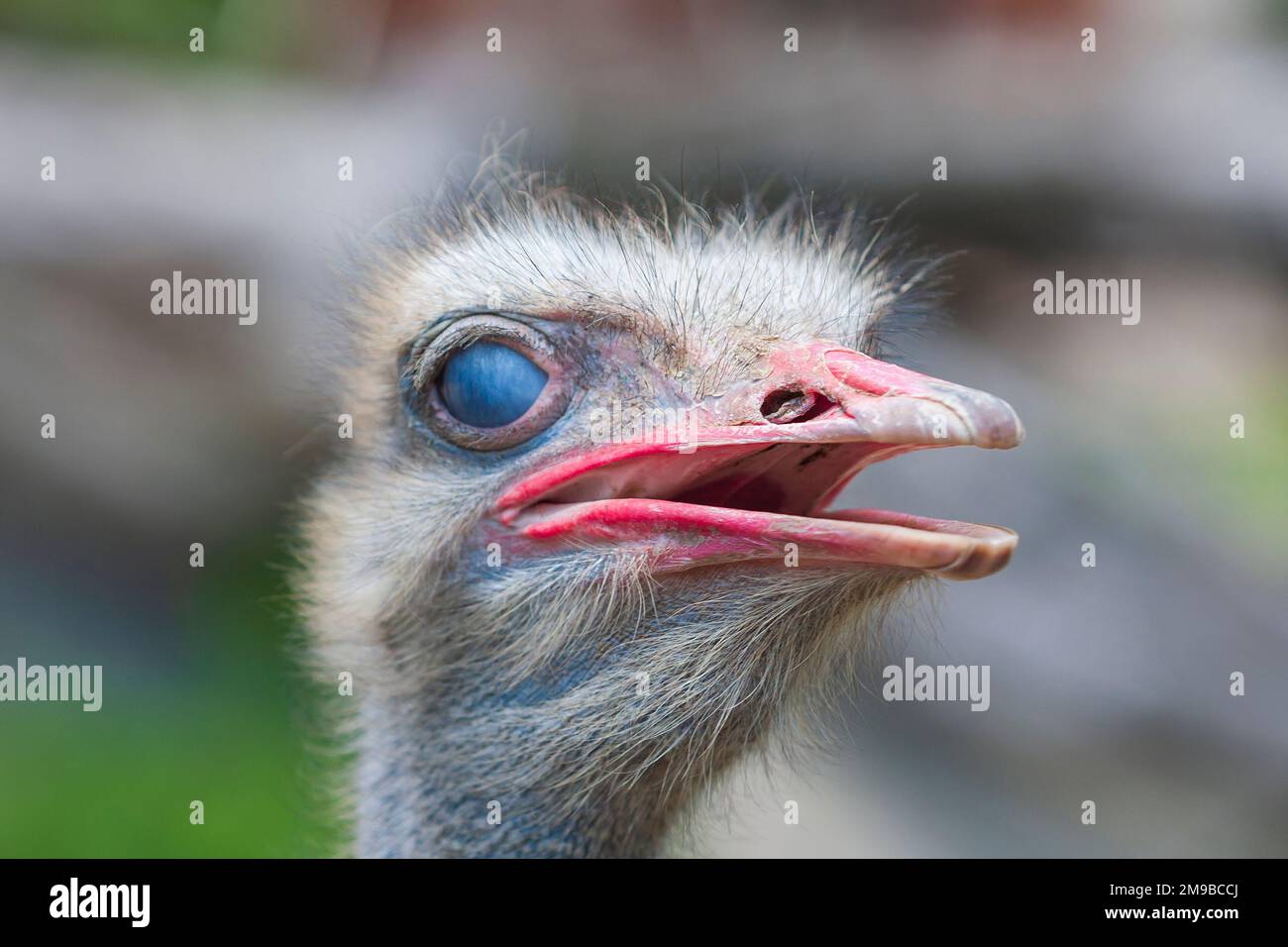 Portrait of an Ostrich - Struthio camelus, where the eye is covered with a membrane. Stock Photo