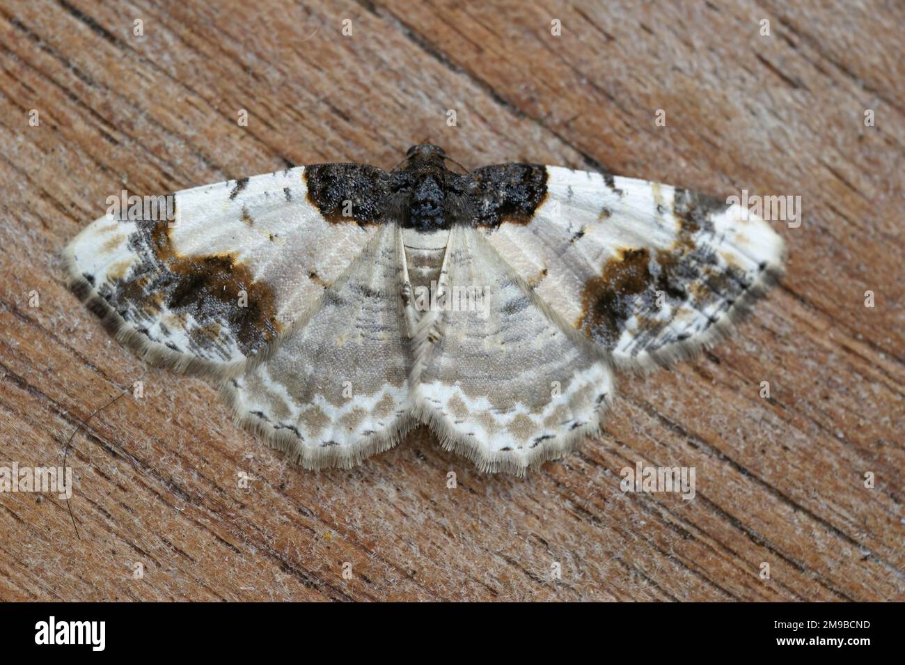 Detailed closeup on a colorful the scorched carpet geometer moth, Ligdia adustata, with spread wings on wood Stock Photo