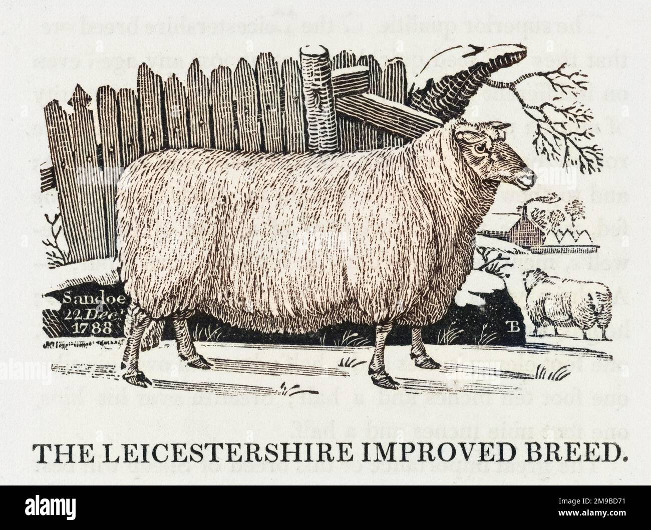 The Leicester Improved breed of sheep Stock Photo