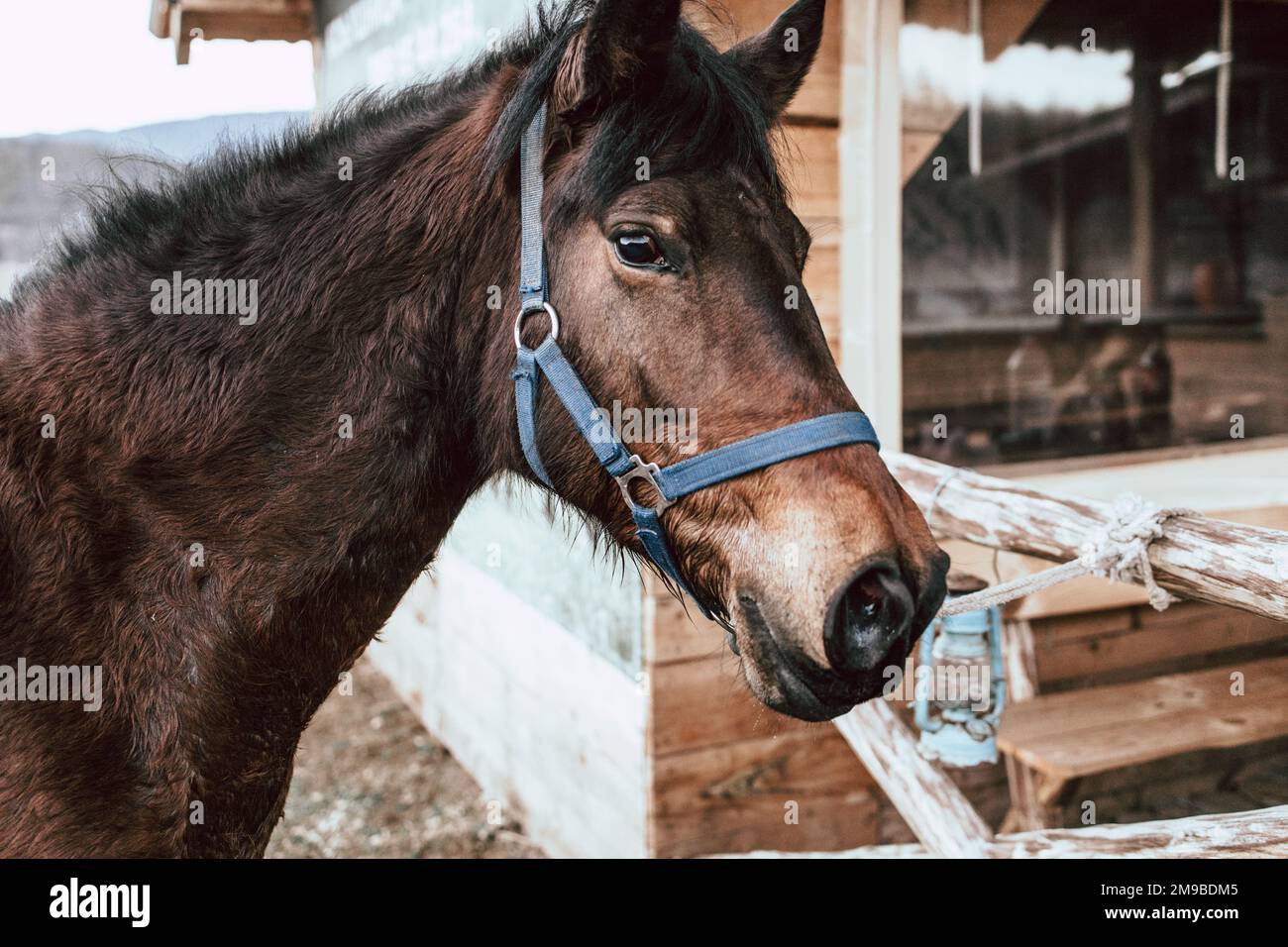Close-up  of a beautiful brown horse tied to the stable fence. Stock Photo
