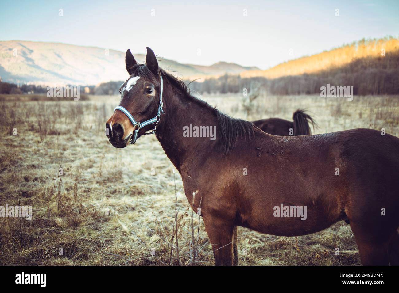 Beautiful brown horse standing in the grass field Stock Photo - Alamy