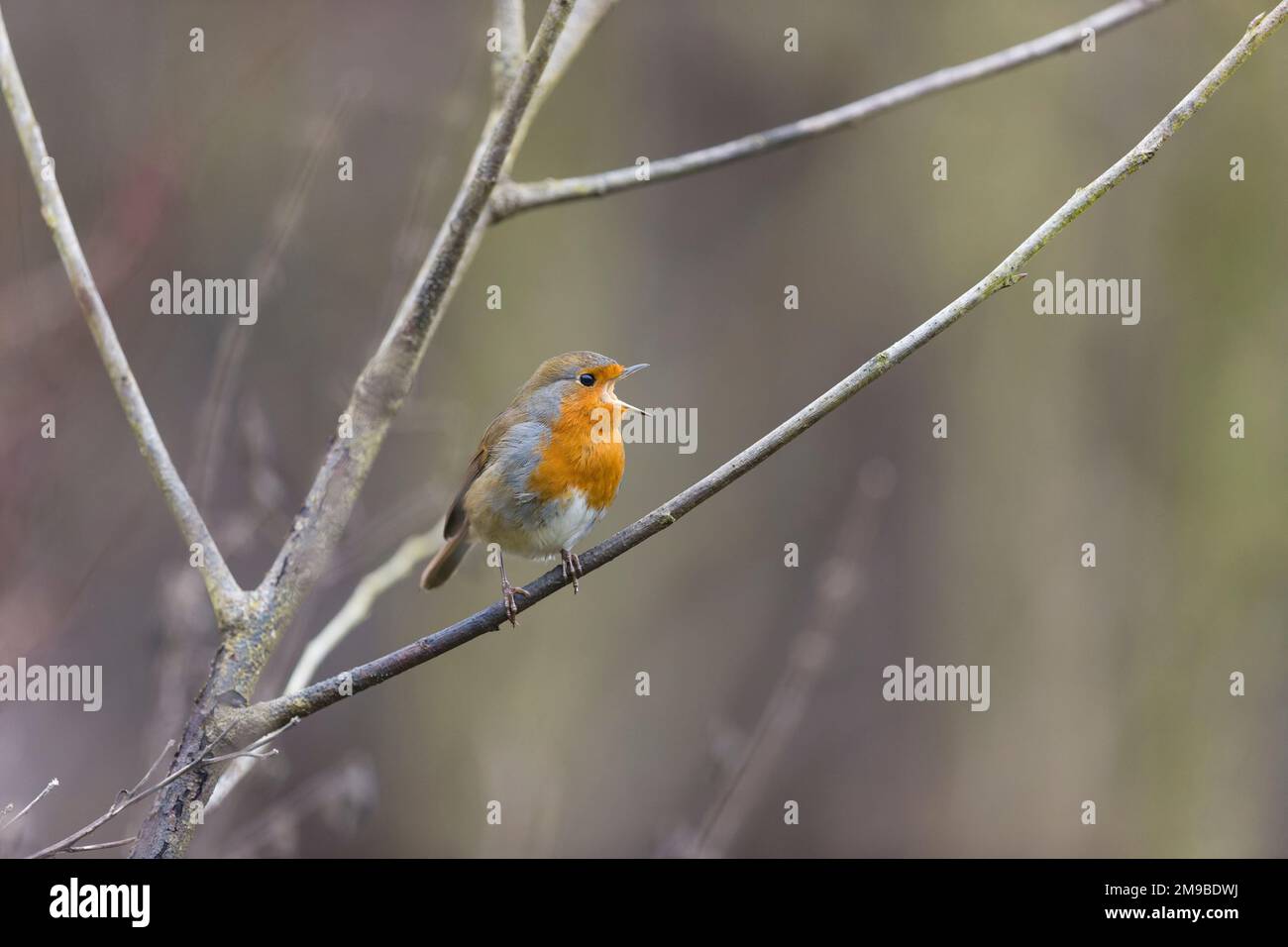 Robins In England Robin bird winter hi-res stock photography and images - Alamy