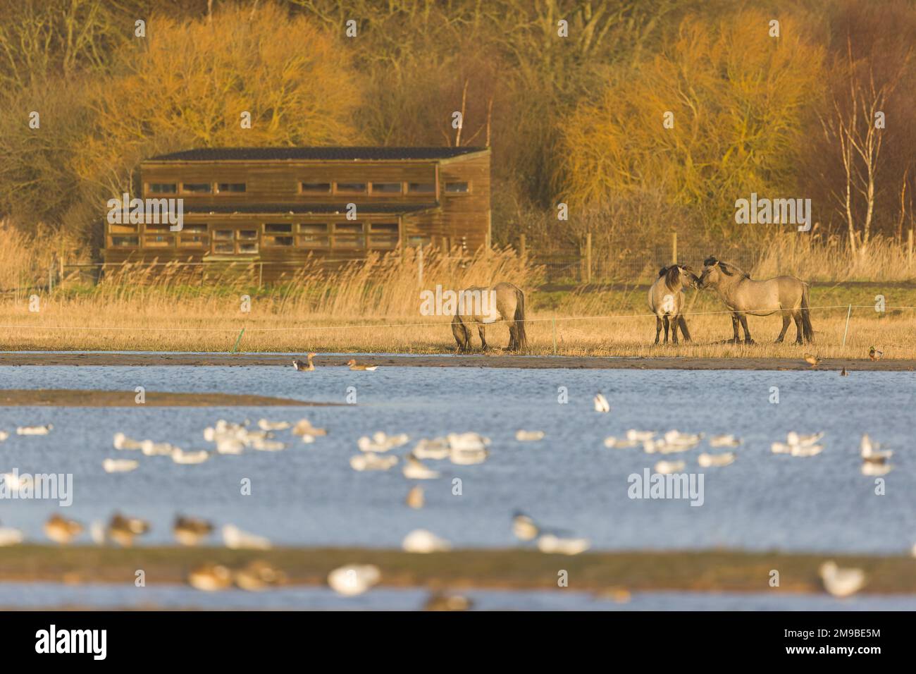 Konik horse Equus caballus gemelli, 3 adults on Scrape with North Hide in background, RSPB Minsmere Nature Reserve, Suffolk, England, January Stock Photo