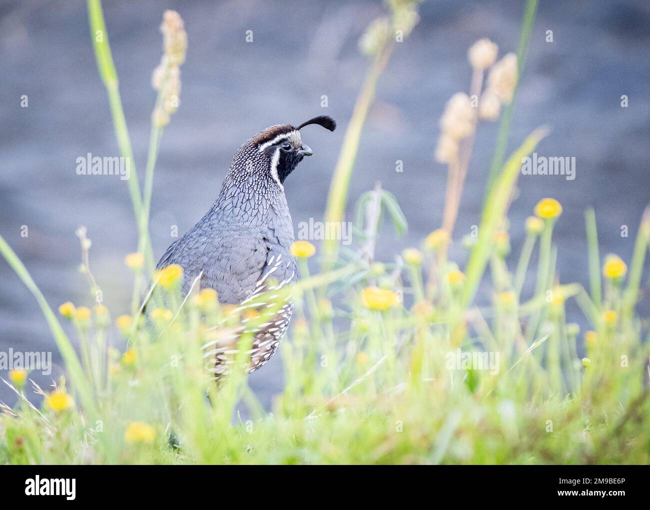 California quail bird nestled in the sand and foliage Stock Photo Alamy